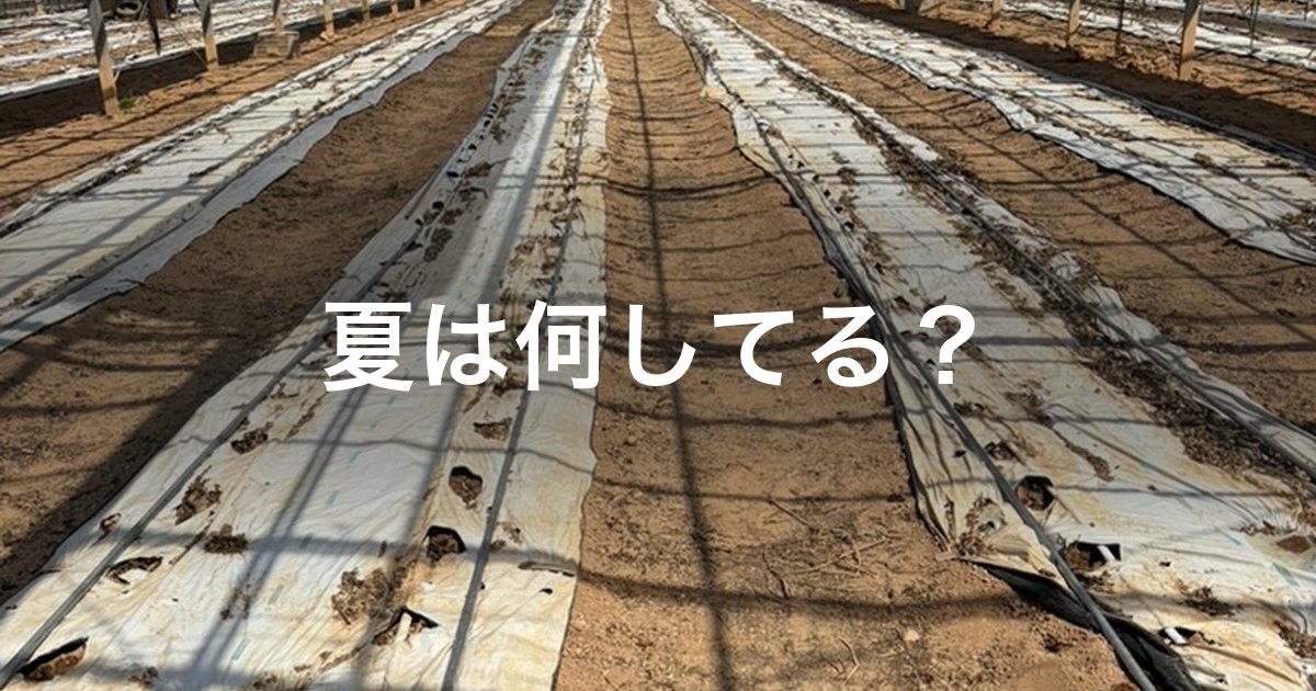 夏は何してる? 株を片付けたあとのハウス