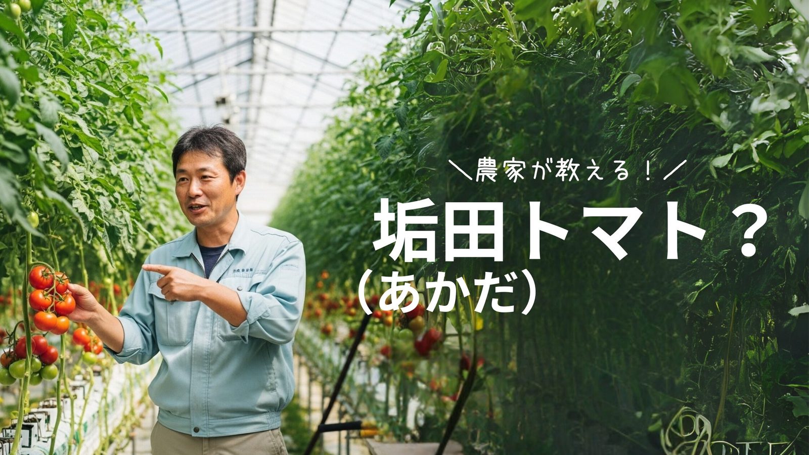 【垢田(あかだ)のトマト】とは|下関で育まれた甘みと旨みの秘密