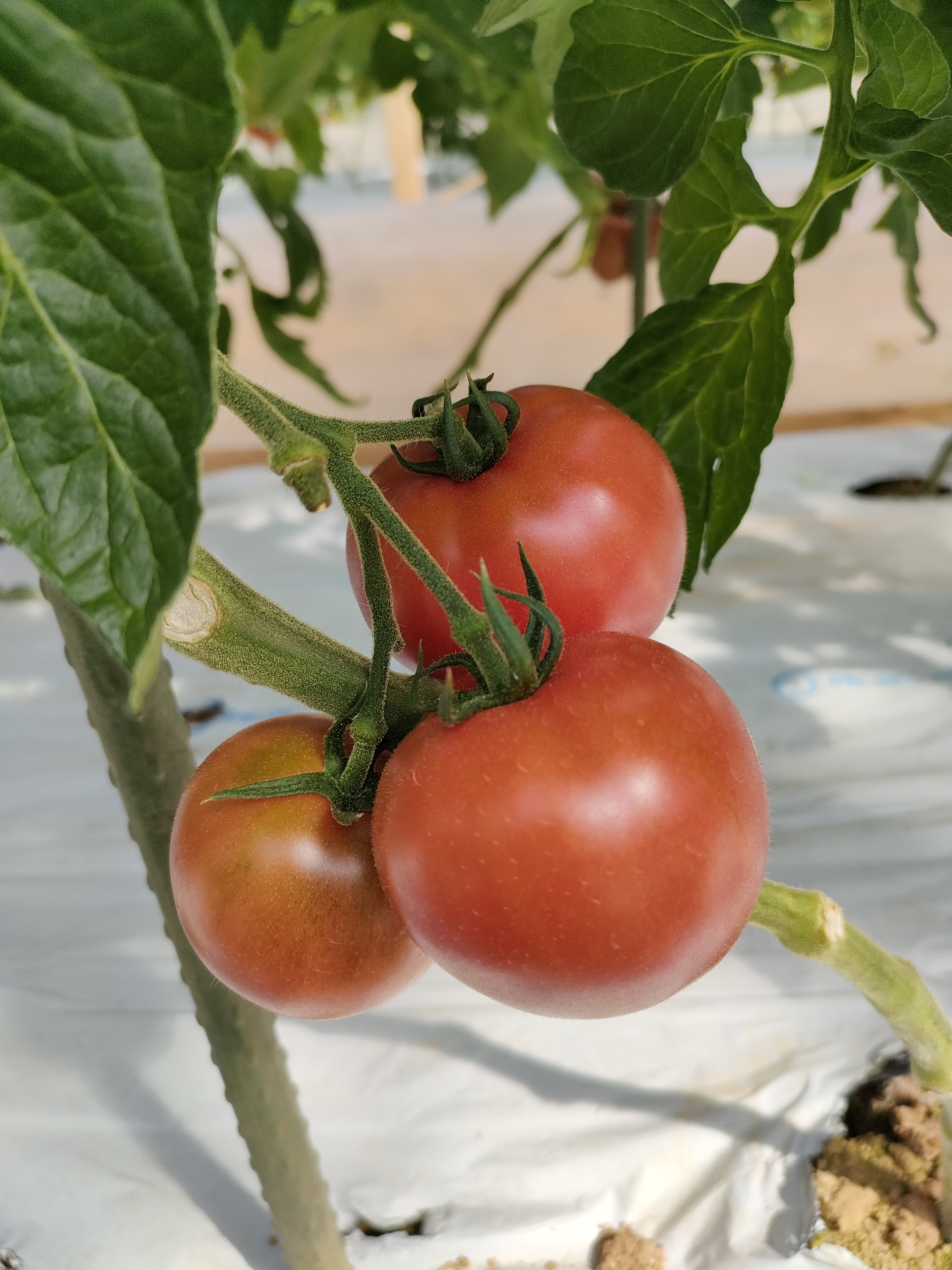 垢田の完熟トマト／木に実った大玉トマト（松本トマト農園・山口県下関市）